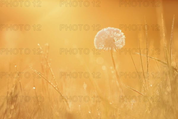 Common dandelion (Taraxacum officinale), fruit stand backlit at sunrise, North Rhine-Westphalia,
