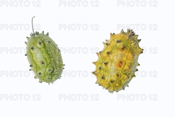 Horned cucumber, kiwano or horned melon (Cucumis metuliferus), fruit on a white background, native