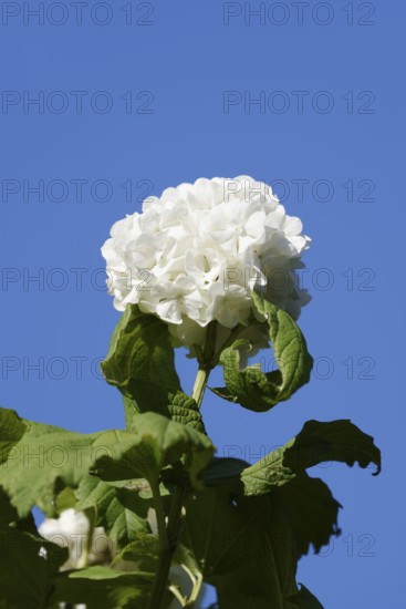 Real snowball or double snowball 'Roseum' (Viburnum opulus), flower, North Rhine-Westphalia,
