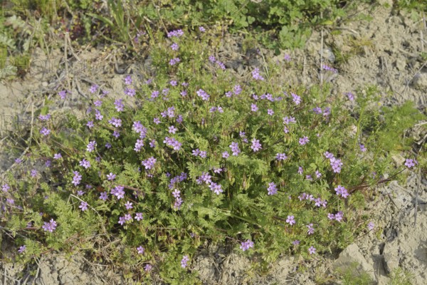 Redstem filaree (Erodium cicutarium), flowering, North Rhine-Westphalia, Germany