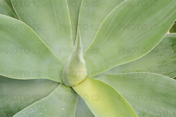 Canary Islands dragon tree agave or gooseneck agave (Agave attenuata), leaves, Fuerteventura,