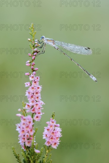 Emerald Damselfly (Lestes sponsa), male with dewdrops on flowering heather (Calluna vulgaris),