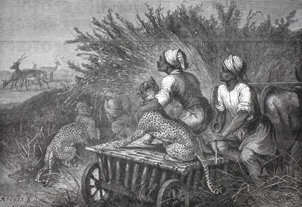 Antelope hunt with a cheetah, South Africa, 1880, authentic, digitally restored reproduction from a