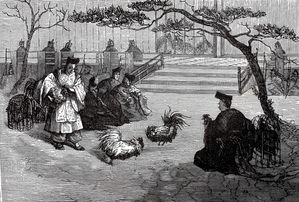 Cockfight in Japan, authentic, digitally restored reproduction from a 19th century model, exact