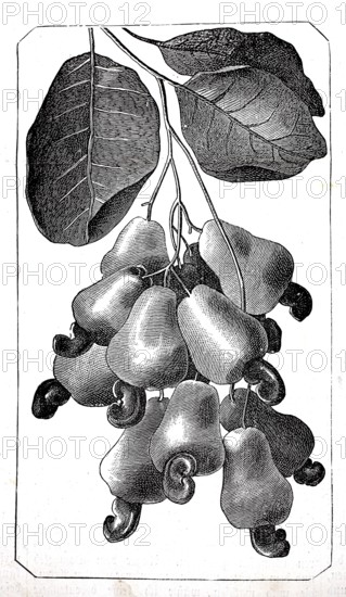 Mahogany apple, probably refers to the edible seeds of a Southeast Asian mahogany tree, authentic,