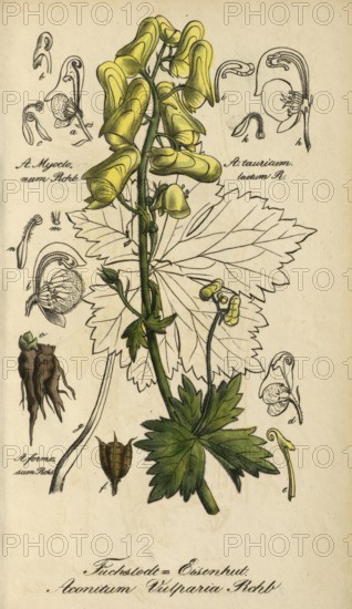 European gray wolfsbane, Aconitum lycoctonum, syn. A. vulparia, authentic, digitally restored