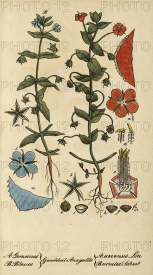 European poisonous plants, field pimpernel, Anagallis arvensis, authentic, digitally restored