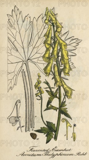 European poisonous plants, Aconitum thelyphonumi, old name (synonym) for Aconitum lycoctonum subsp.