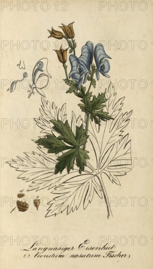 European poisonous plants, Aconitum nasutum, long-nosed monkshood, authentic, digitally restored