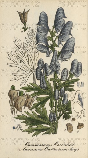 European poisonous plants, garden monkshood, Aconitum x cammarum, authentic, digitally restored