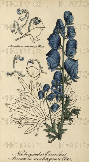 European poisonous plants, Aconitum neubergense, form of the aconite Aconitum napellus, authentic,