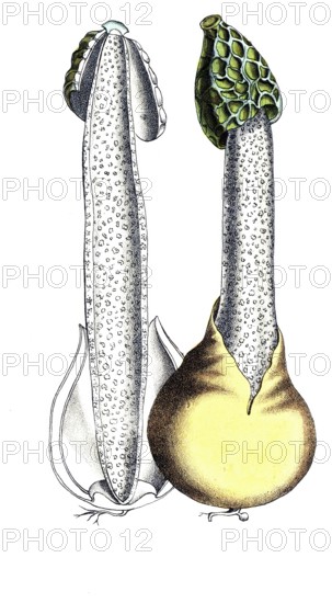 European poisonous plants, common stink morel, phallus impudicus, digitally restored reproduction