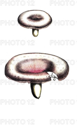 European poisonous plants, birch milking, Lactarius torminosus, Agaricus torminosus, digitally