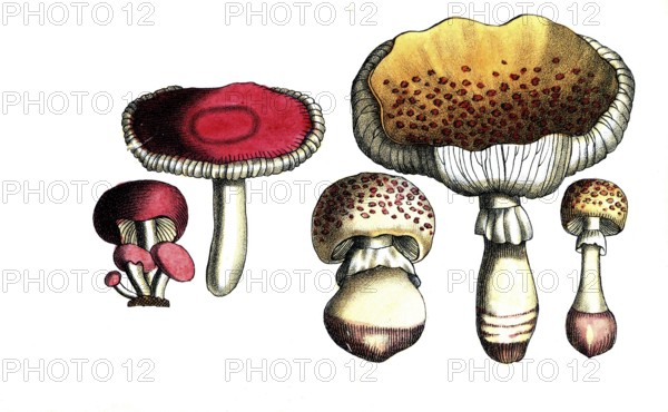 European poisonous plants, pink radish helmet, Agaricus roseus and Agaricus subescens, reddish leaf