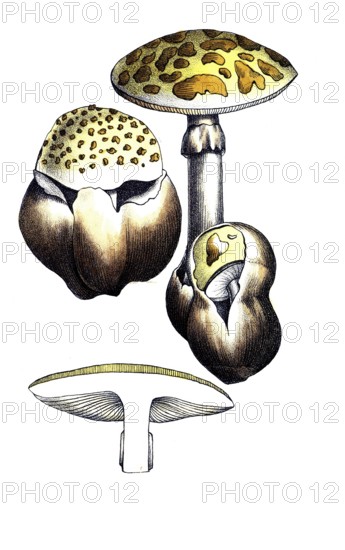European poisonous plants, cone-hind or pointed leaf mushroom, Amanita virosa, digitally restored