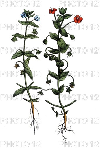 European poisonous plants, field gauchheil, Anagallis arvensis, digitally restored reproduction