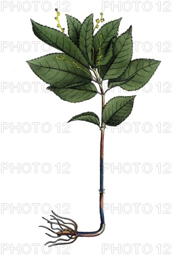 European poisonous plants, wild ginger herb, Mercurialis perennis, digitally restored reproduction