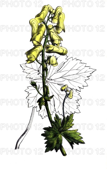 European poisonous plants, wolf aconite, Aconitum lycoctonum, syn. A. vulparia, digitally restored