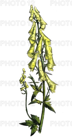 European poisonous plants, Aconitum thelyphonumi, old name (synonym) for Aconitum lycoctonum subsp.