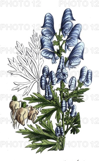 European poisonous plants, garden aconite, Aconitum x cammarum, digitally restored reproduction
