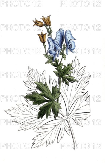 European poisonous plants, Aconitum nasutum, long-nosed aconite, digitally restored reproduction