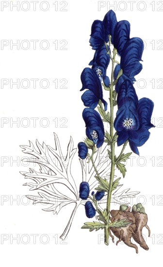 European poisonous plants, aconite störkianum, aconite variant, digitally restored reproduction