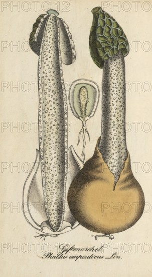 European poisonous plants, common stinkhorn, Phallus impudicus, authentic, digitally restored