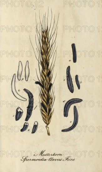 European poisonous plants, ergot, poisonous permanent form, sclerotium, of the fungus Claviceps