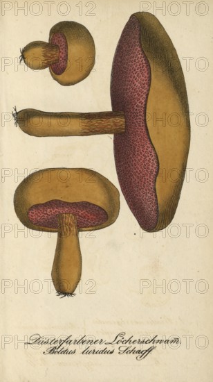 European poisonous plants, Lurid bolete, Suillellus luridus, syn. Boletus luridus, authentic,