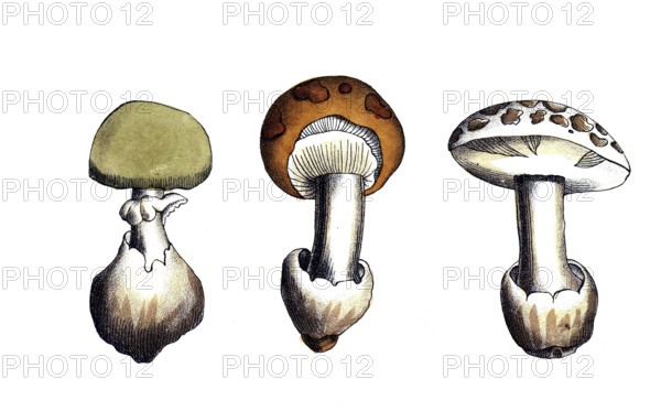 European poisonous plants, conic or pointed leaf mushroom, Amanita virosa, digitally restored