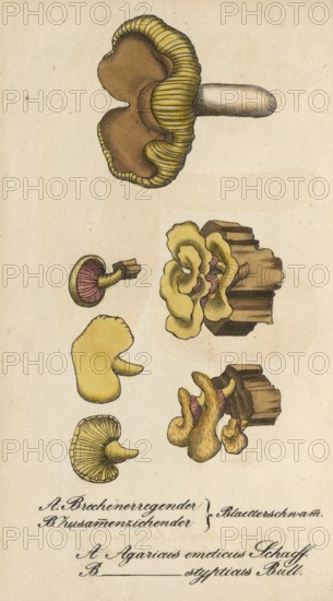 European poisonous plants, poisonous russula, leaf sponge, Agaricus emeticus, authentic, digitally