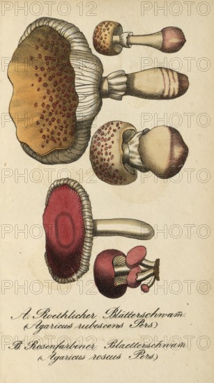 European poisonous plants, pink radish helminth, Agaricus roseus and Agaricus subescens, reddish