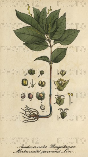 European poisonous plants, forest bindweed, Mercurialis perennis, authentic, digitally restored