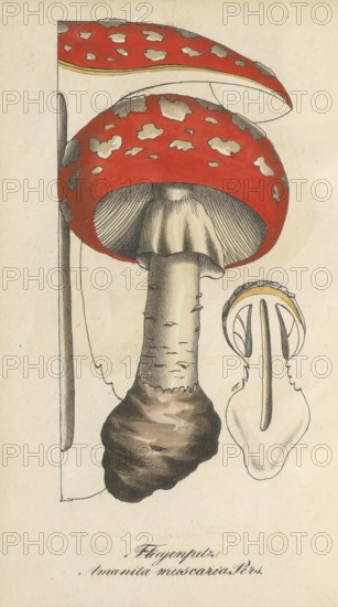 European poisonous plants, fly agaric, Amanita muscaria, authentic, digitally restored reproduction