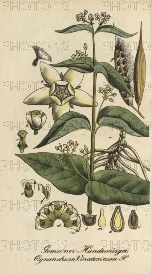 European poisonous plants, white swallowwort, Cynanchum vincetoxicum, authentic, digitally restored