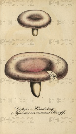 European poisonous plants, birch spleenwort, Lactarius torminosus, Agaricus torminosus, authentic,