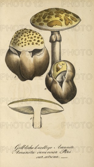 European poisonous plants, cone hat or pointed hat button mushroom, Amanita virosa, authentic,