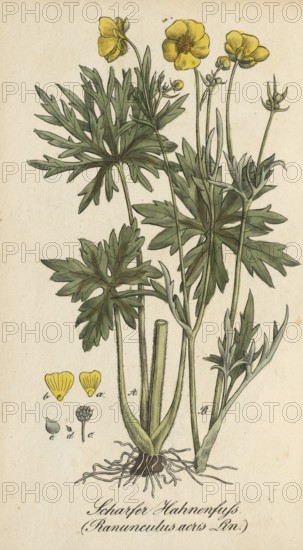 European poisonous plants, Ranunculus acris, authentic, digitally restored reproduction from a 19th