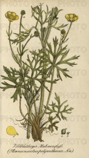 European poisonous plants, many-flowered buttercup, Ranunculus polyanthemos, authentic, digitally