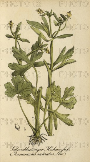 European poisonous plants, poison buttercup, Ranunculus sceleratus, authentic, digitally restored