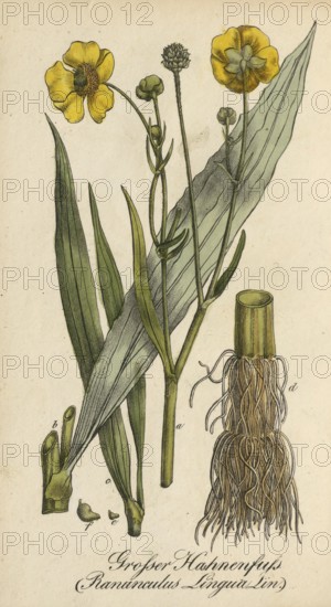 European poisonous plants, tongue buttercup, Ranunculus lingua, authentic, digitally restored