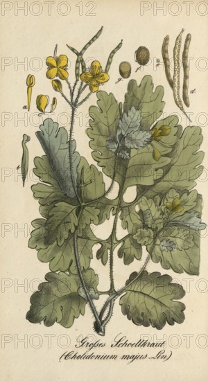 European poisonous plants, Chelidonium majus, celandine, authentic, digitally restored reproduction