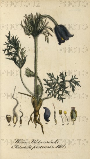 European poisonous plants, meadow pasque flower, pasque flower, Pulsatilla pratensis subsp.