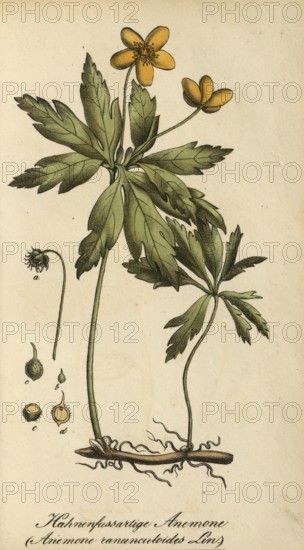 European poisonous plants, Yellow Anemone, Anemone ranunculoides, authentic, digitally restored