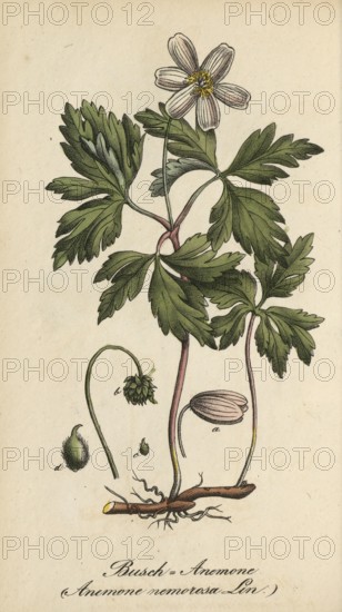 European poisonous plants, Anemone nemorosa, wood anemone, authentic, digitally restored