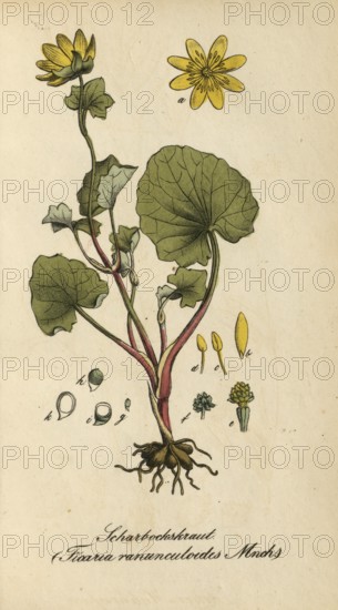 European poisonous plants, lesser celandine, Ficaria verna, synonym: Ranunculus ficaria L, also