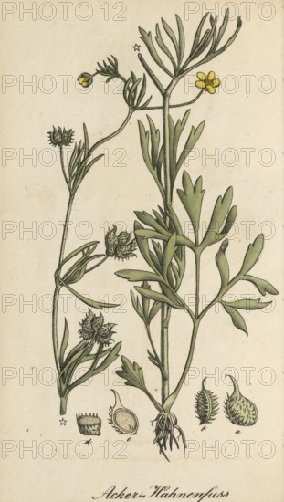 European poisonous plants, Ranunculus arvensis, authentic, digitally restored reproduction from a