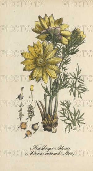 European poisonous plants, spring adonis or spring adonis, Adonis vernalis, authentic, digitally