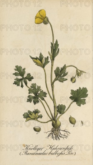 European poisonous plants, Ranunculus bulbosus, authentic, digitally restored reproduction from a