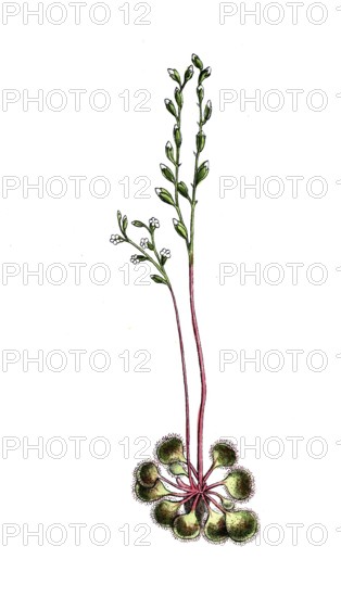 European poisonous plants, round-leaf sundew, Drosera rotundifolia, digitally restored reproduction